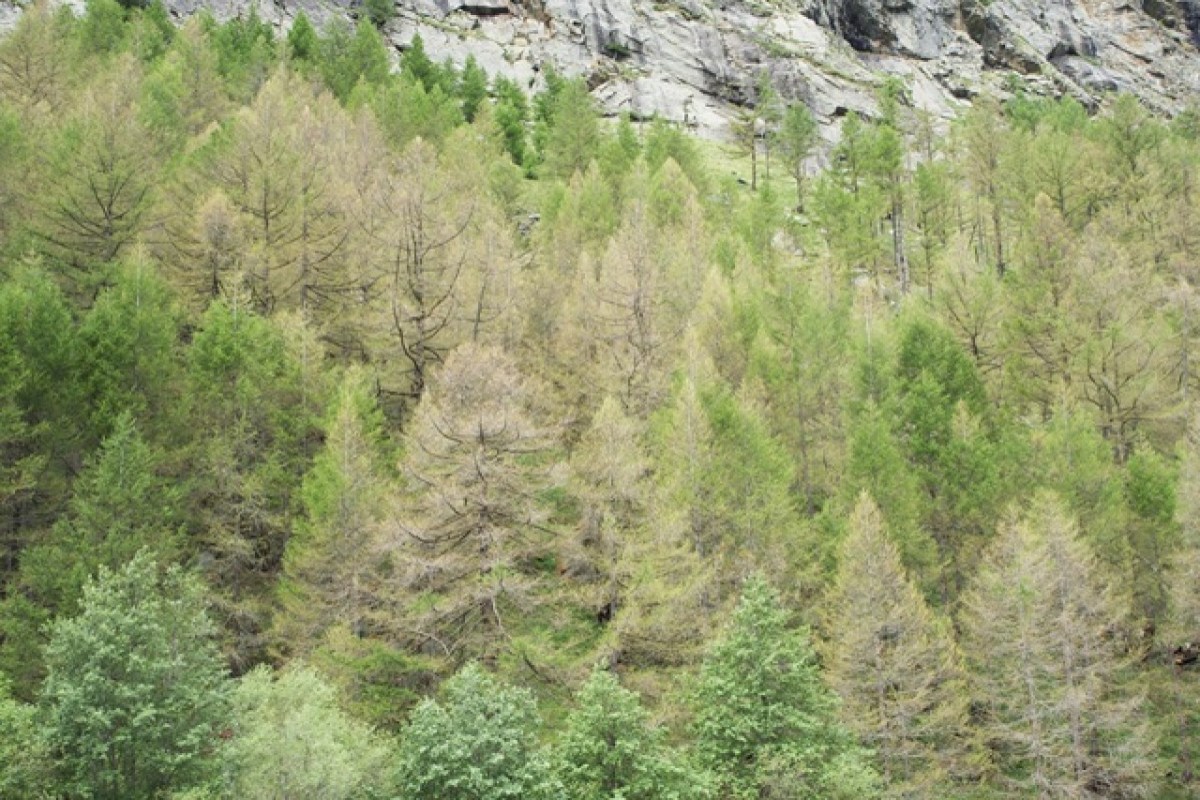 Schäden an Lärchen und Föhren Auswirkungen von Schmetterlingsraupen und Zikaden in der Schweiz