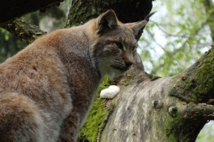 Schweizer Luchse in Gefahr