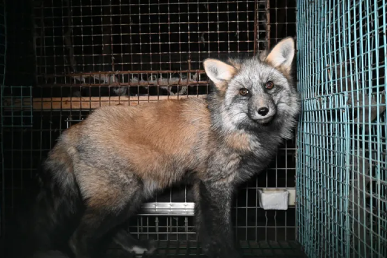 Schweres Tierleid in Pelzfarmen unvermeidbar