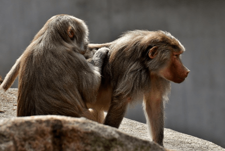 Accuse penali presentate contro lo zoo di Norimberga dopo l'uccisione di babbuini sani