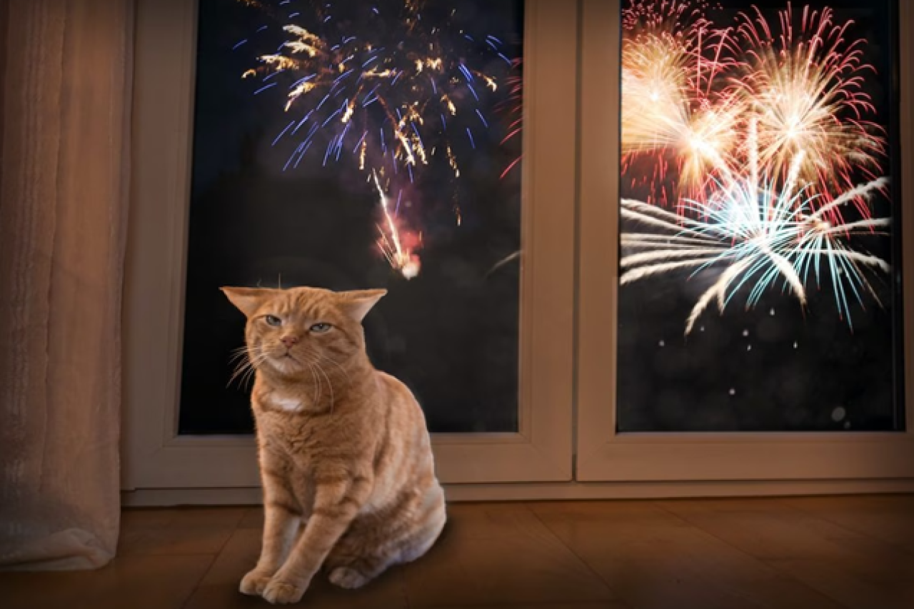 Stressfreie Feiertage Tipps für Tierhalter am Nationalfeiertag