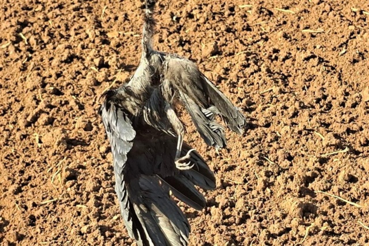 Tote Krähen aus dem Feld in Worms müssen entfernt werden