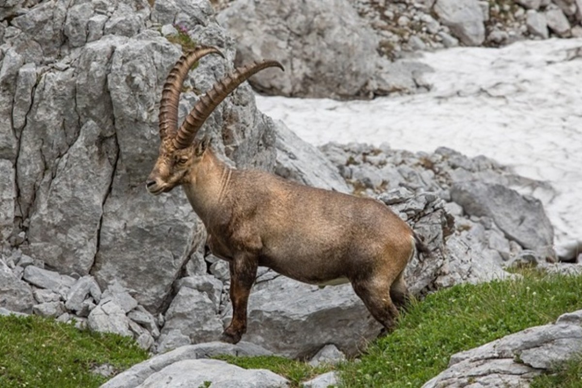 Umstrittene Steinbockjagd im Wallis