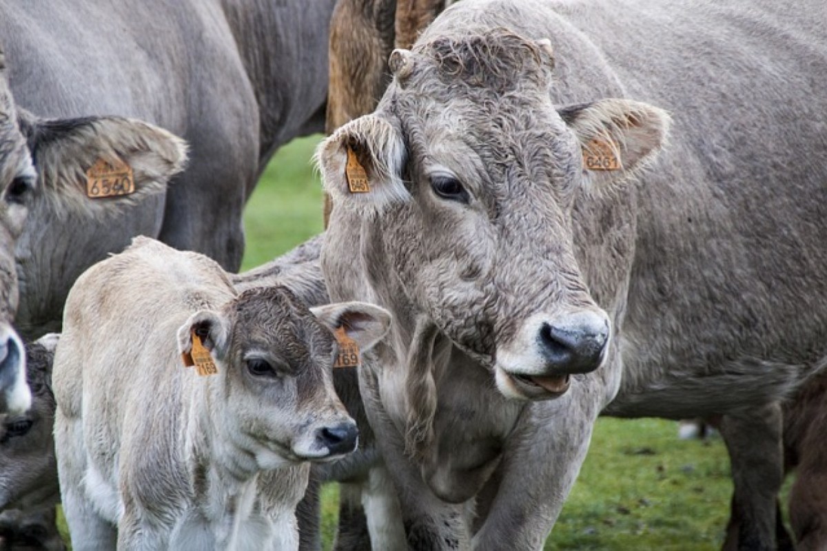 Verbesserung des Tierschutzes in der EU-Agrarpolitik