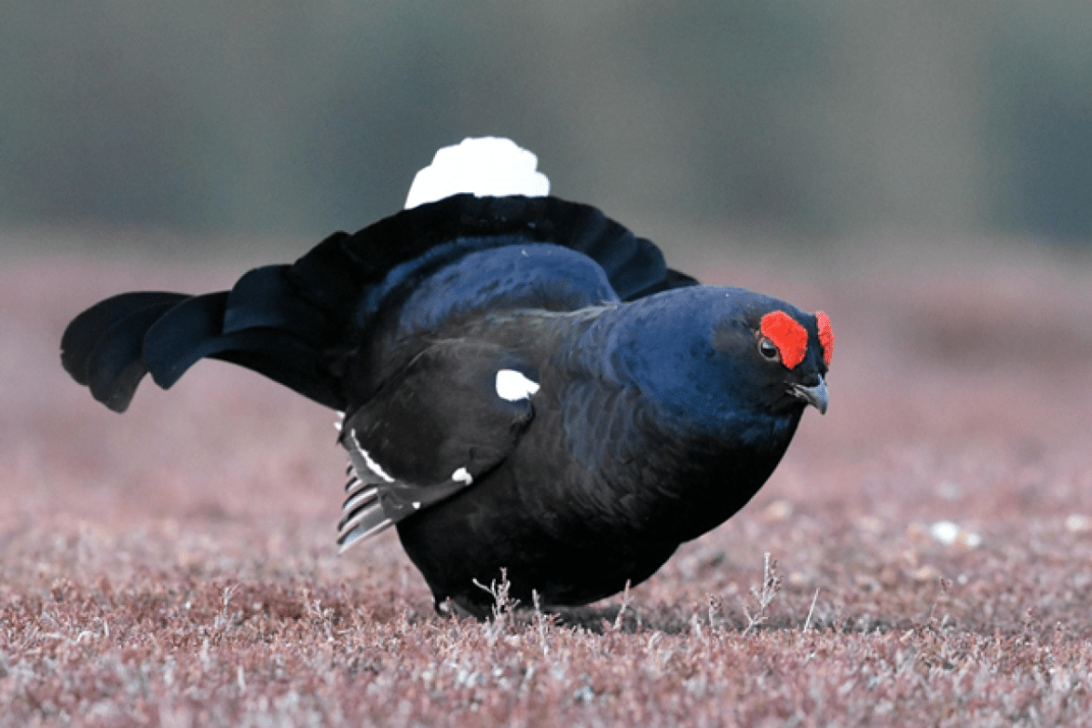 Verwaltungsgerichtshof kippt Birkhuhnjagd - Ohrfeige für Oberösterreichs Jagdpolitik