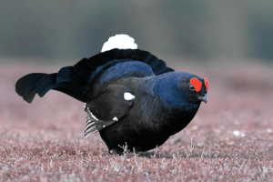 Verwaltungsgerichtshof kippt Birkhuhnjagd - Ohrfeige für Oberösterreichs Jagdpolitik