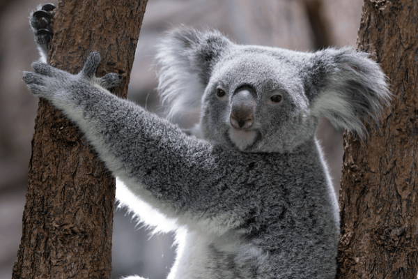Warum Koalas am Boden sterben