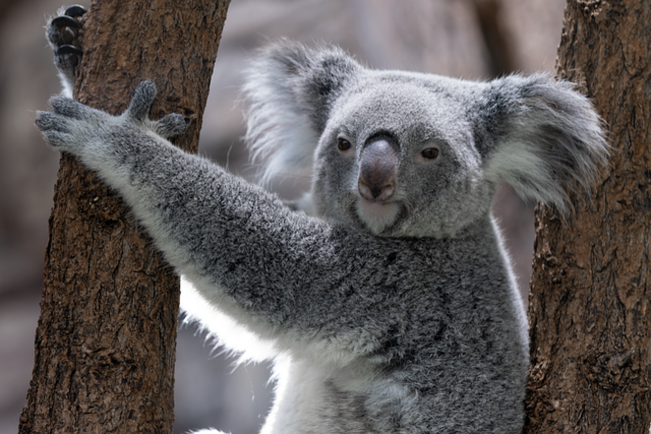 Why koalas die on the ground