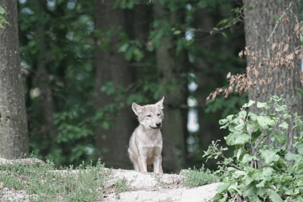 Wolfswelpen in der Schweiz im Kreuzfeuer