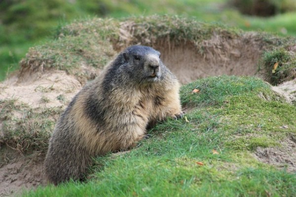 Murmeltiere und Klimawandel: Wanderung nach oben