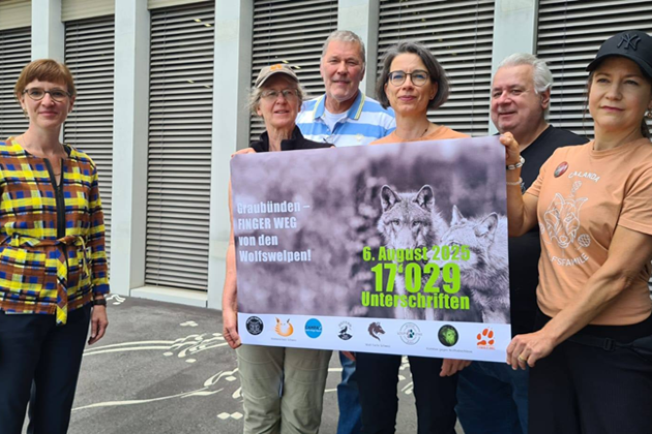 17'000 Personen setzen sich dafür ein, die Jagd auf Wolfswelpen in Graubünden zu beenden