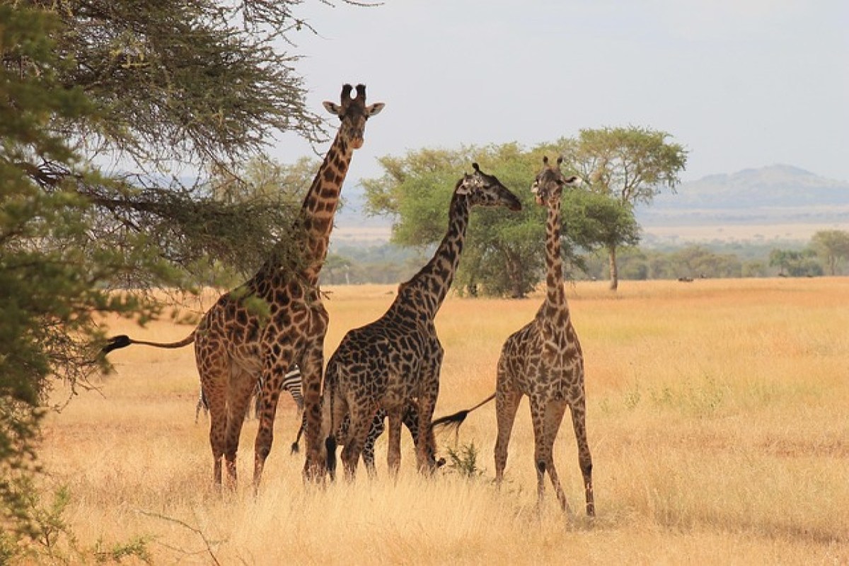 Afrikas Giraffen – eine Art wird vier