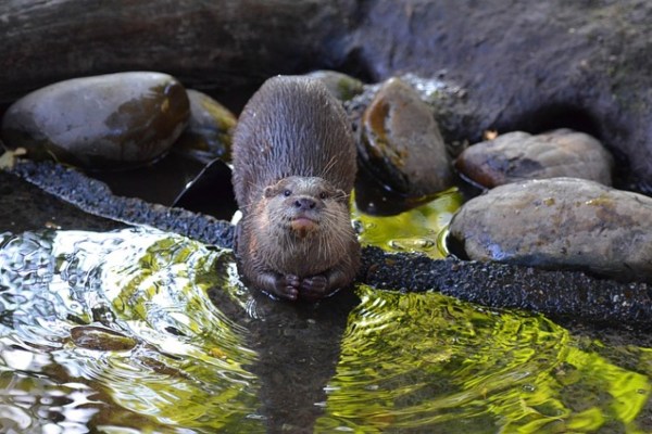 La Bavière menace d'interdire la chasse à la loutre