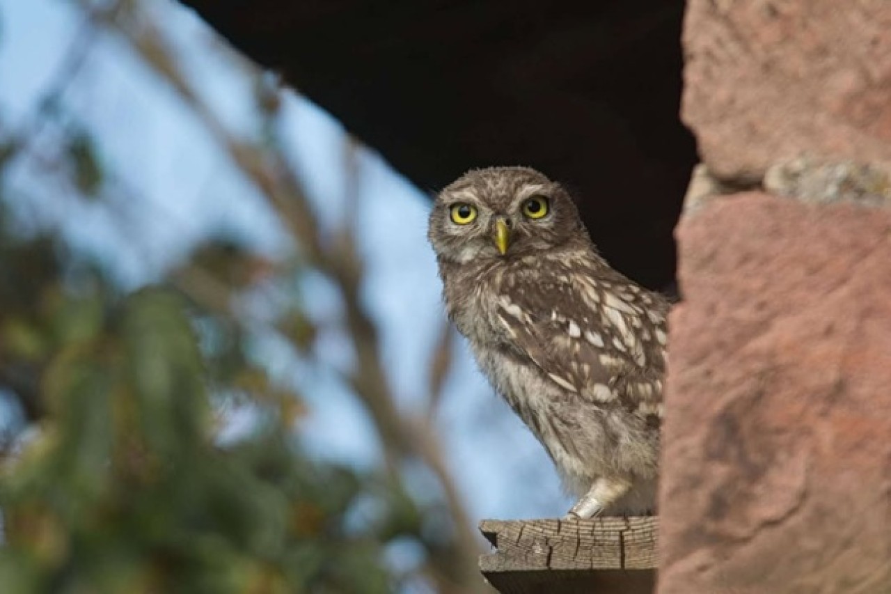 The little owl – from «pest» to beloved species