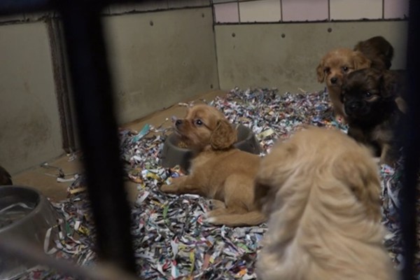 L'Allemagne, pays de transit du commerce illégal de chiots