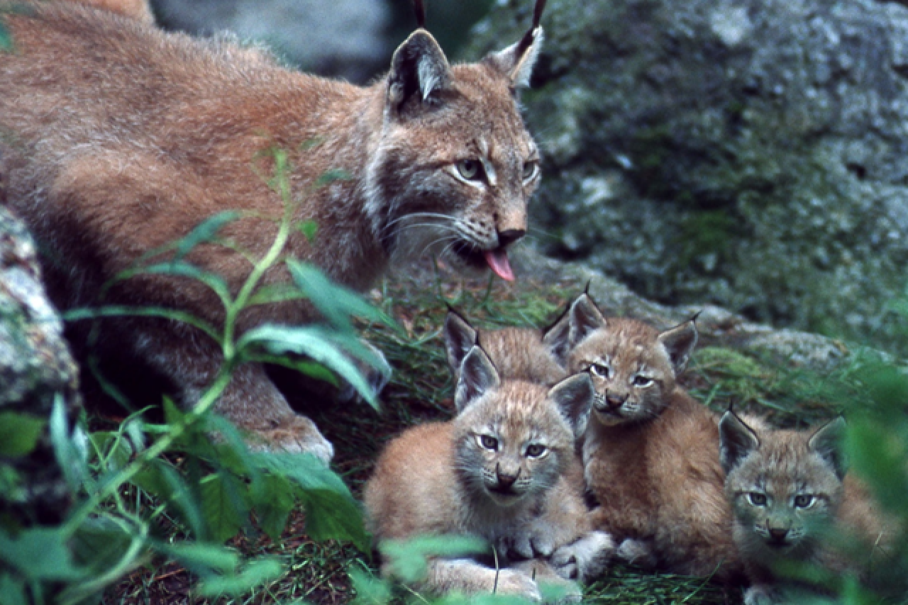 Die Rückkehr des Eurasischen Luchses Ein Hoffnungsschimmer für Englands Ökosystem