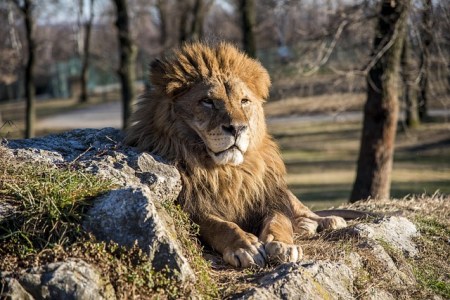 Uno zoo in Danimarca chiede alla gente di donare gli animali domestici indesiderati per nutrire i suoi predatori