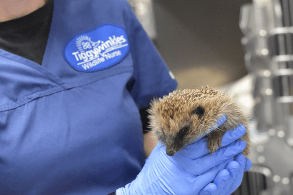 Gefährdete Igel: Wie Sie in einer Hitzewelle helfen können