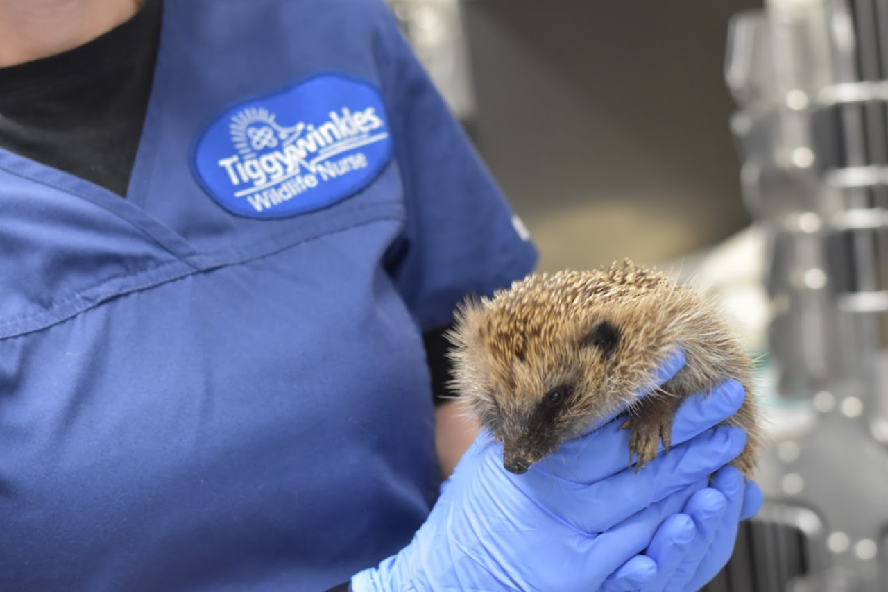 Gefährdete Igel: Wie Sie in einer Hitzewelle helfen können