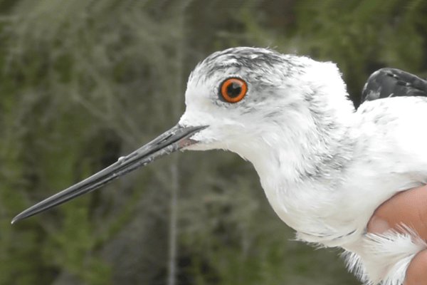 Jugement contre des braconniers : 137 oiseaux protégés saisis