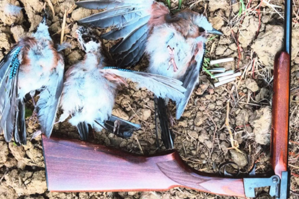 Un chasseur de loisir arrêté lors d'une chasse aux oiseaux illégale
