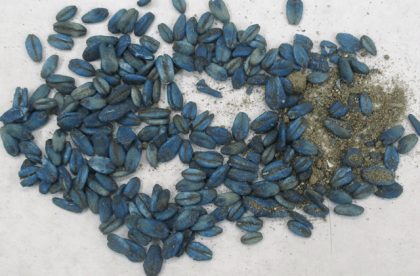 Amateur hunters in California find wild boars with blue meat Amateur hunters in California find wild boars with blue meat