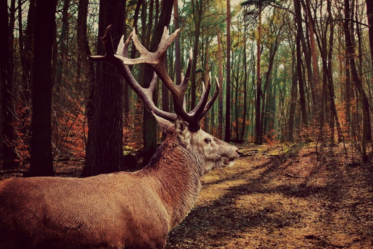 Hobby-Jagd und Störungen der Tierwelt