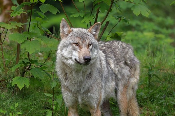 Chasse illégale au loup en Suisse