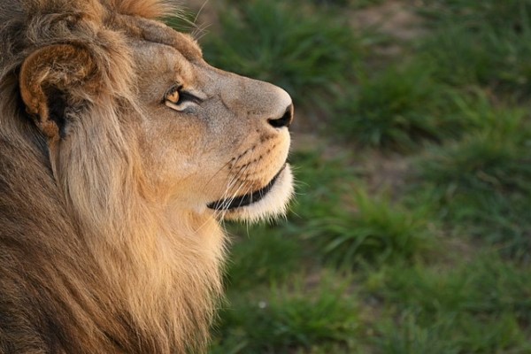 Un chasseur de trophées tue un lion de recherche au Zimbabwe