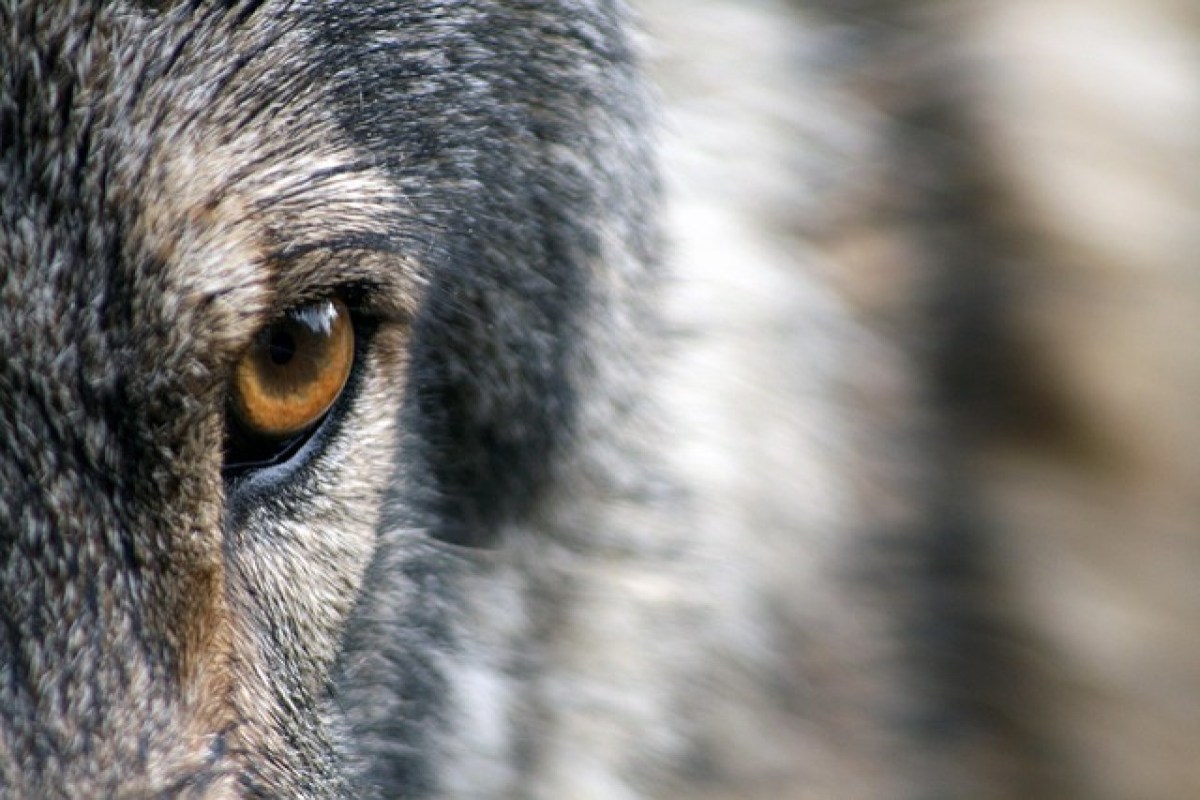 Kipppunkt Wolfsregulierung