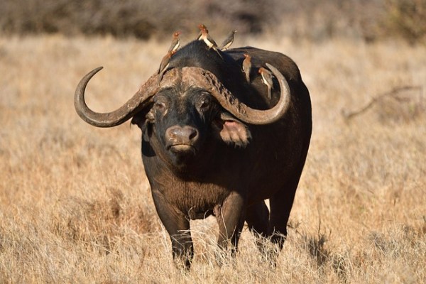 Un millionnaire et chasseur de loisir tué par un buffle en Afrique