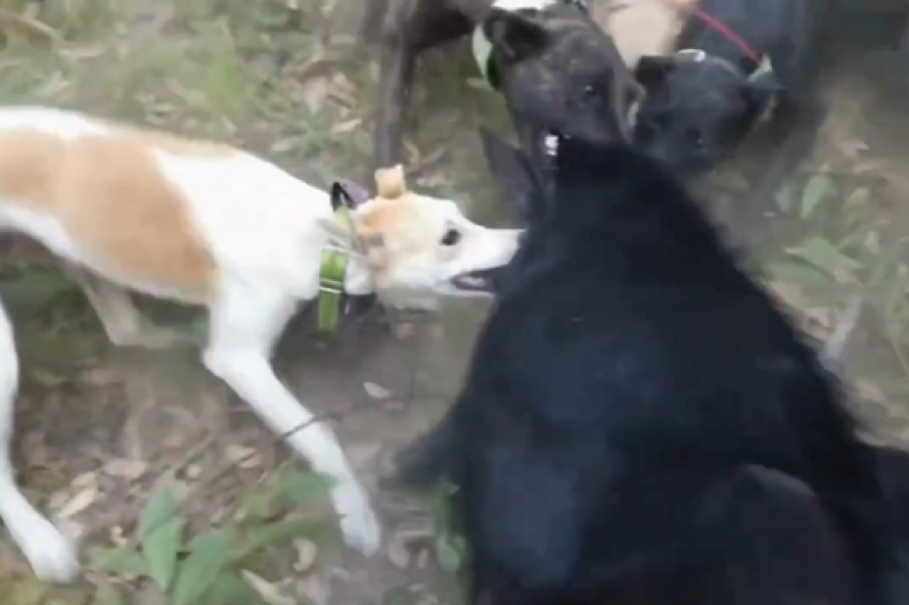 Richter verurteilt Hobby-Jäger wegen Tierquälerei in sozialen Medien