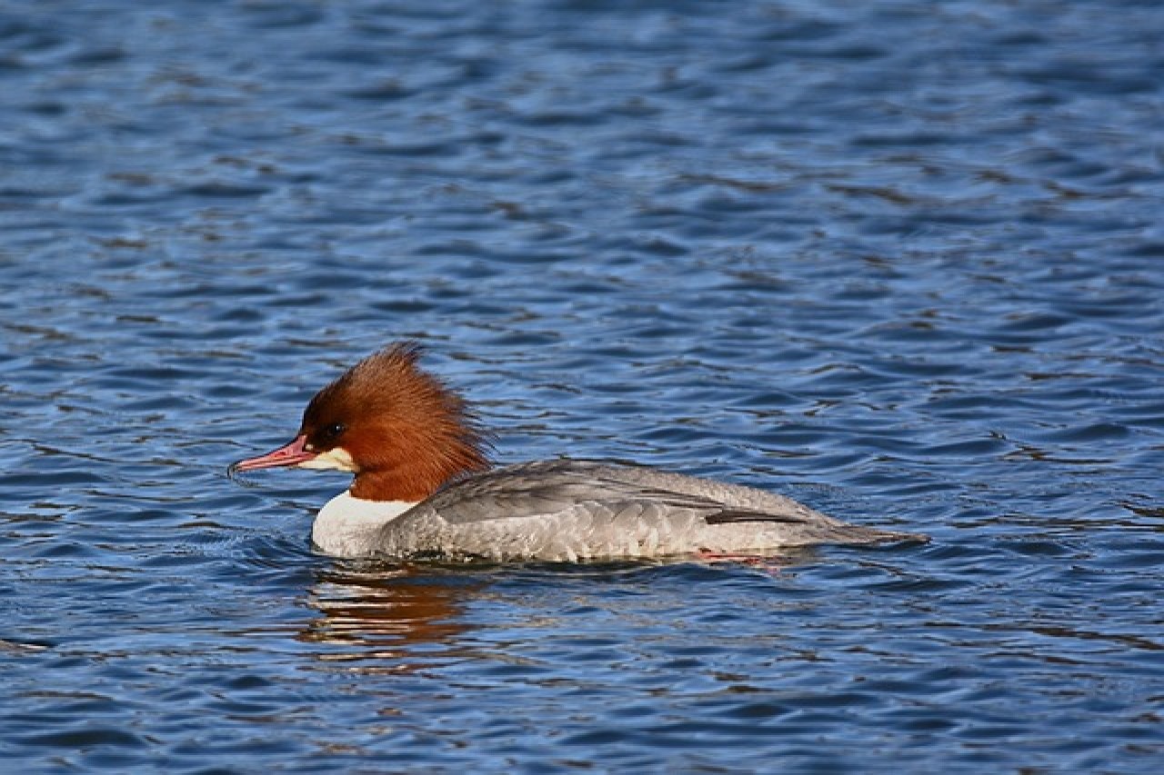 Polemica sullo smergo maggiore: Fabio Regazzi chiede l'abbattimento