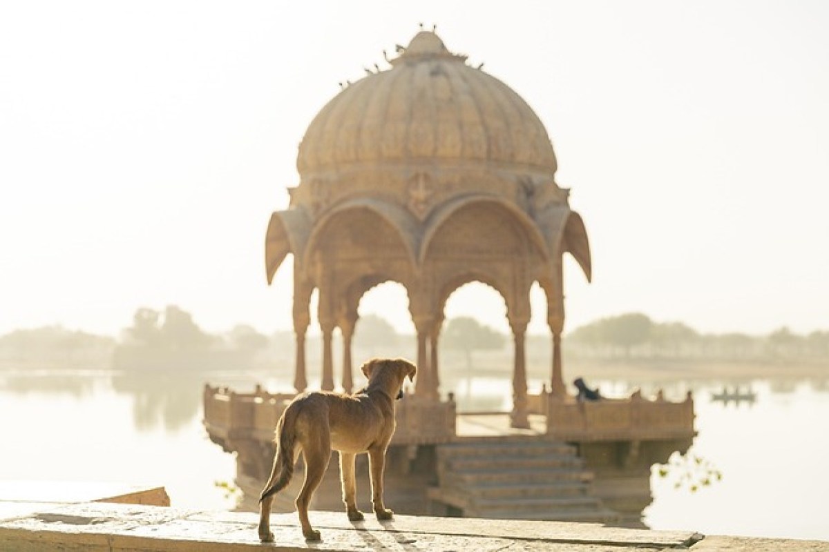 Streunende Hunde in Neu-Delhi Gericht ordnet umfassende Massnahmen zur Bekämpfung von Hundebissen an
