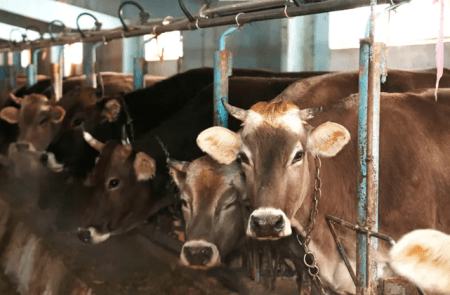 Tierschutz in der politischen Agenda Ein Rückschritt unter Minister Thomas Rainer