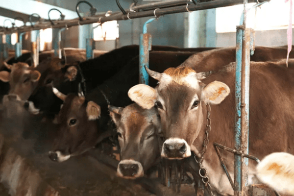 Minister Rainer ignoriert Tierschutz komplett
