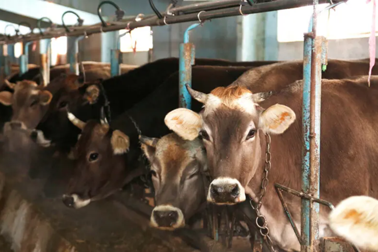 Il ministro Rainer ignora completamente il benessere degli animali.