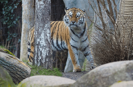 Cuccioli di tigre uccisi: la PETA presenta accuse penali contro lo zoo di Lipsia
