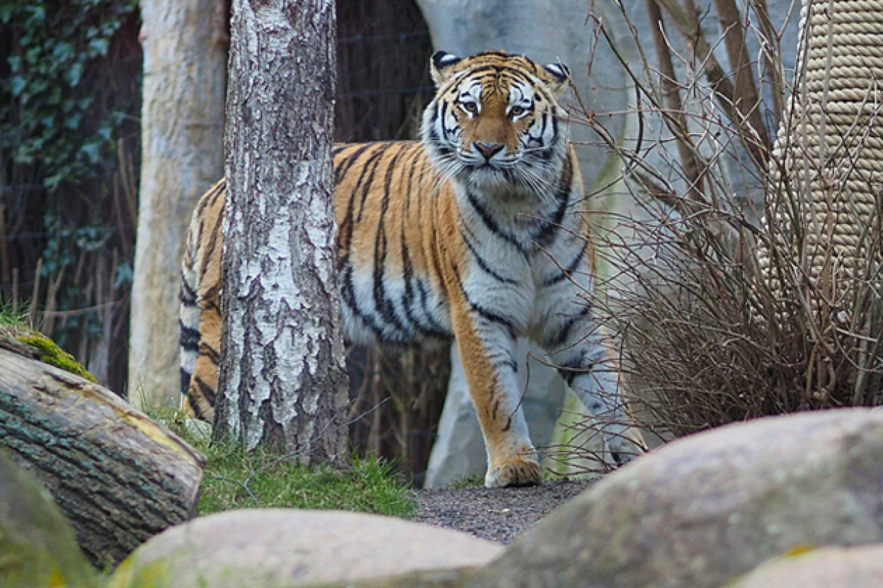 Uccisi cuccioli di tigre: la PETA sporge denuncia penale contro lo zoo di Lipsia.