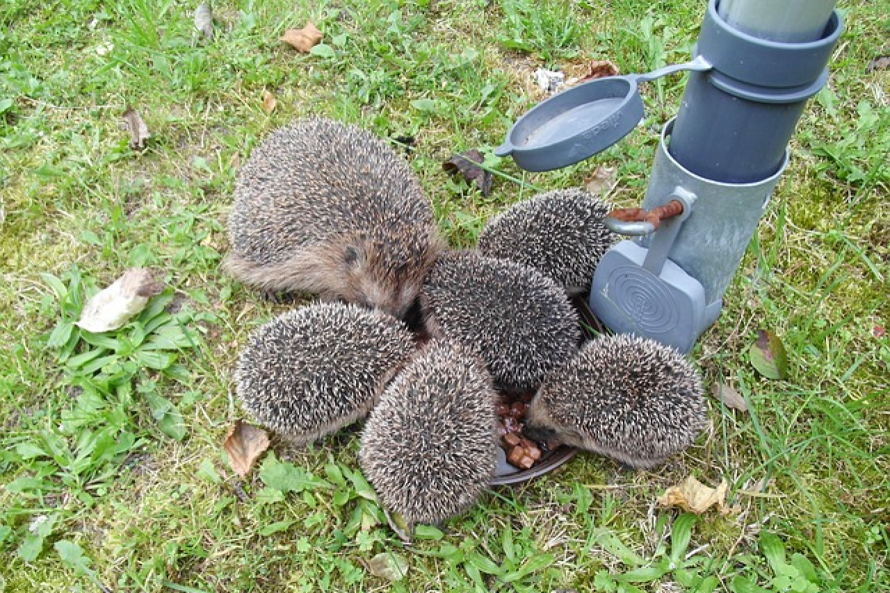 Trockenheit und Hitze machen vielen Tieren zu schaffen