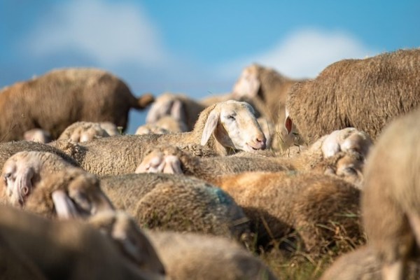 Val Fex: Wenn das Herdenschutzkonzept löchriger ist als der Zaun