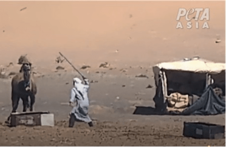 Video Kamele werden geschlagen, gefesselt und getötet in der Tourismusbranche Marokkos