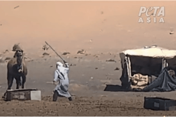 Chameaux au Maroc : battus, entravés, tués