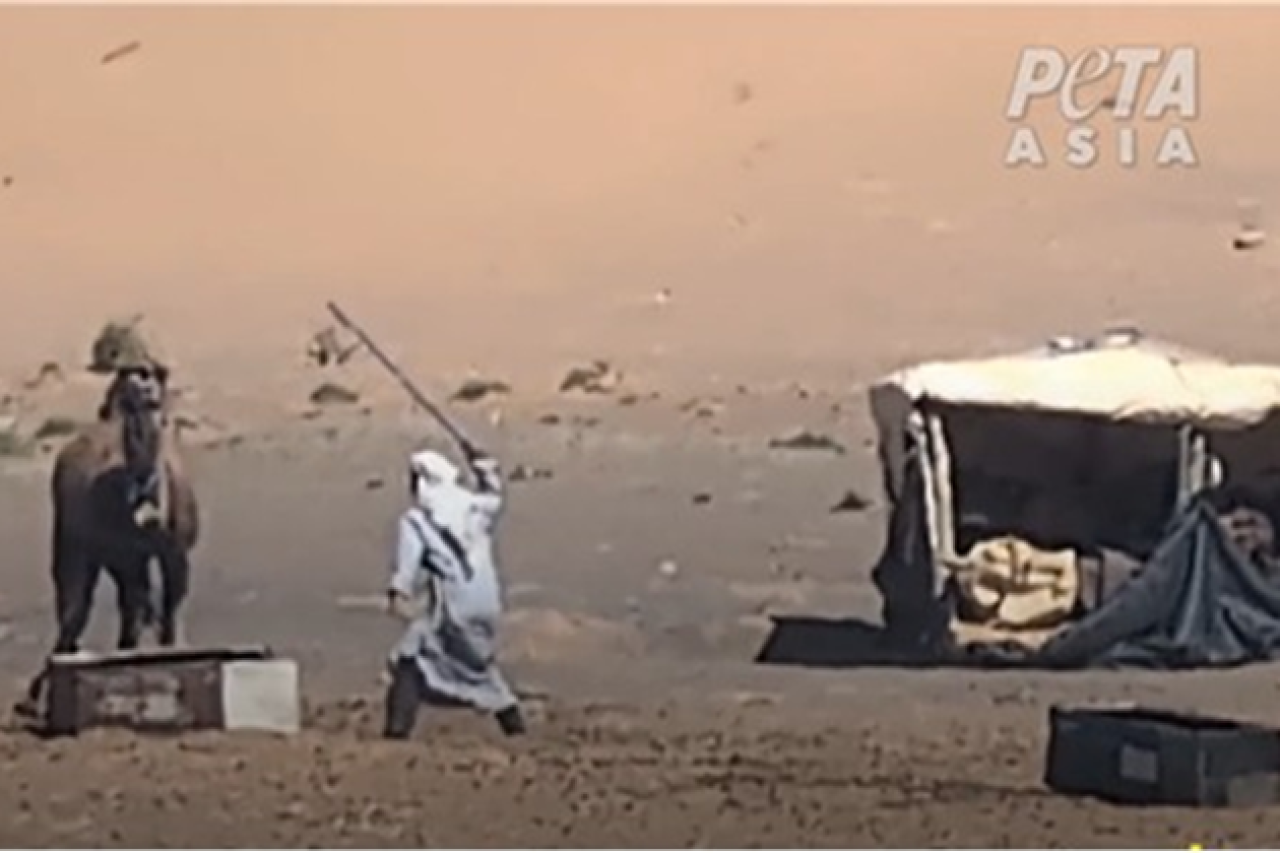 Kamele in Marokko: Geschlagen, gefesselt, getötet