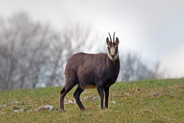Nombreux tirs erronés : le canton de Fribourg durcit les règles pour les chasseurs de loisir