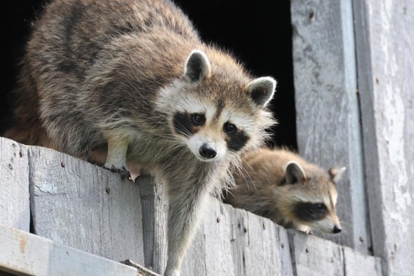Projet ratons laveurs de Kassel : une approche innovante pour la gestion des animaux sauvages