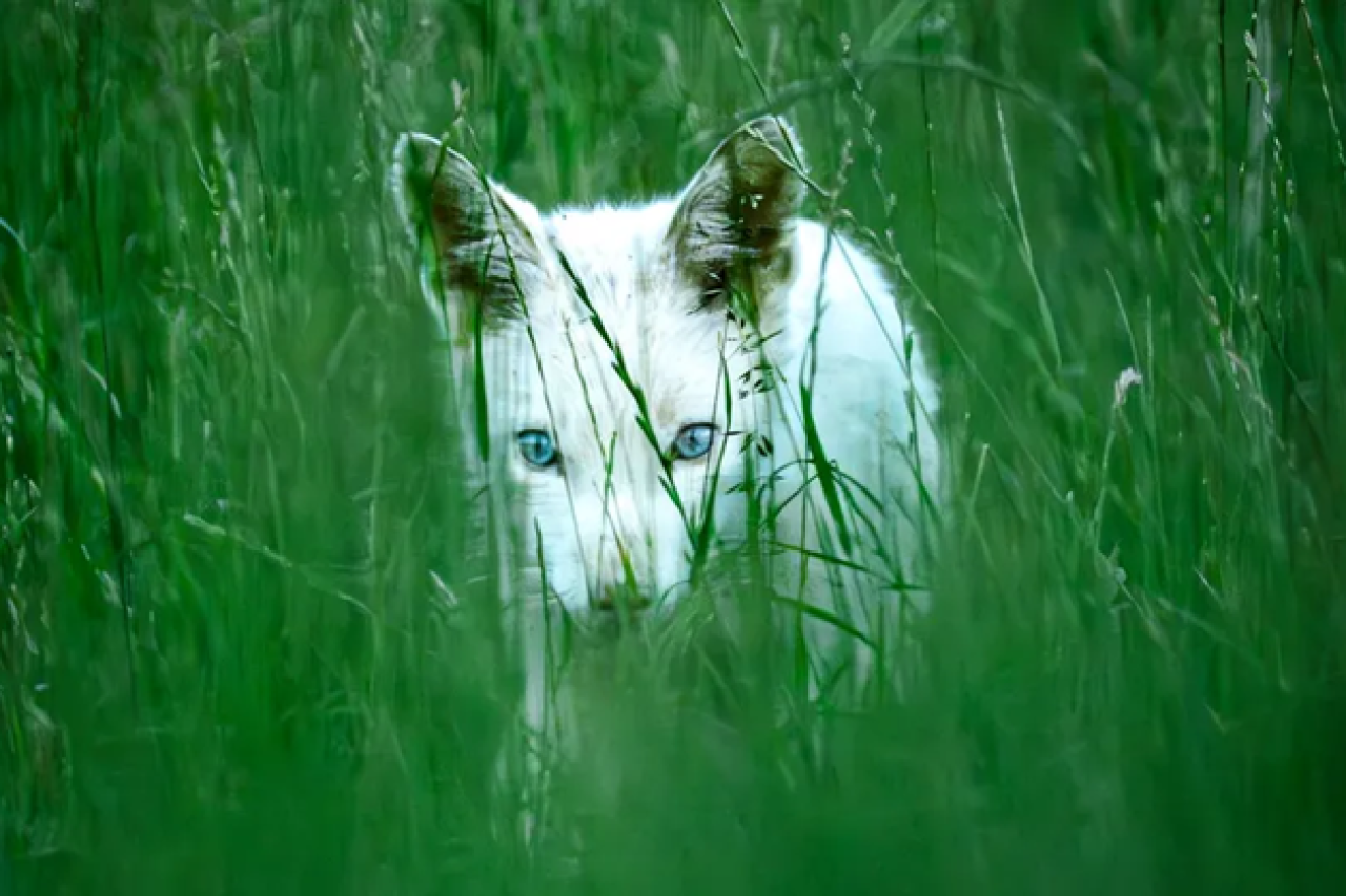 Weiss wie Schnee – und doch ein Rotfuchs!