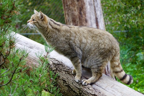 Weltkatzentag: Ein Einsatz für die faszinierenden Waldkatzen