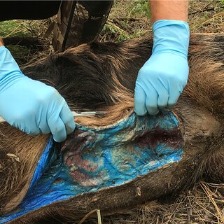 A wild boar is being examined, while the hand of a person wearing gloves shows the unusual blue discoloration of the tissue and flesh, which could indicate the ingestion of rodenticides.