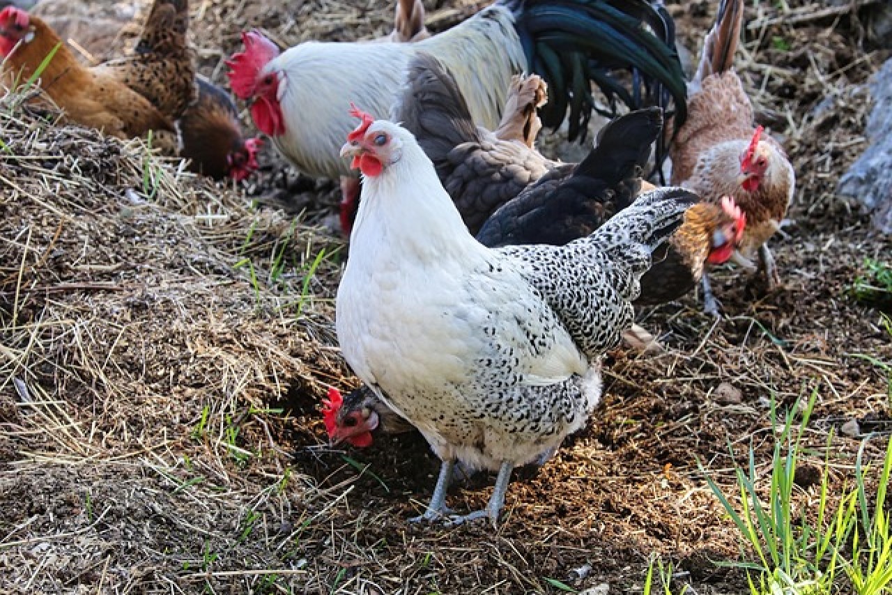 Schweden verabschiedet sich von Käfigeiern – freiwillig und komplett